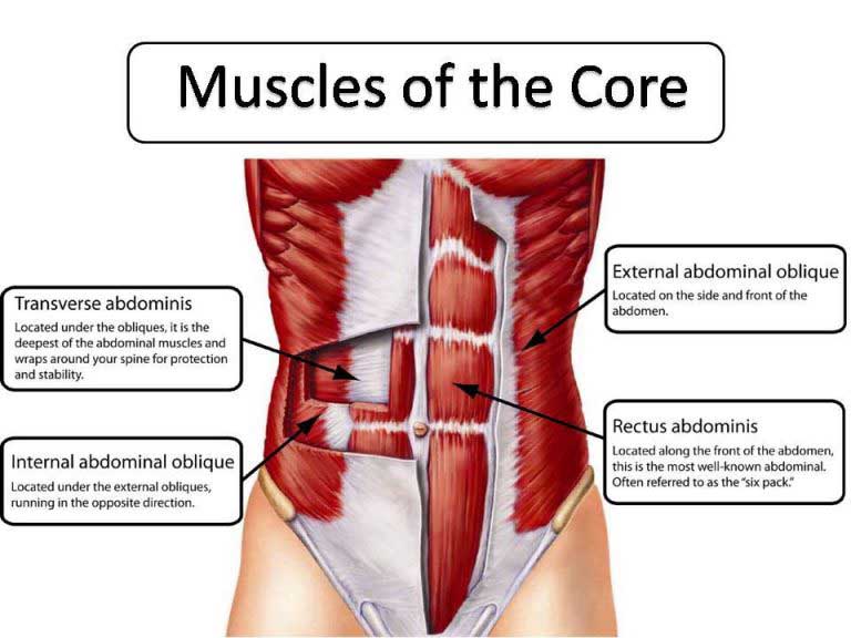 Core muscles and how to build stregth