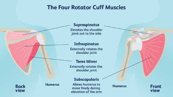 Understanding Shoulder Pain