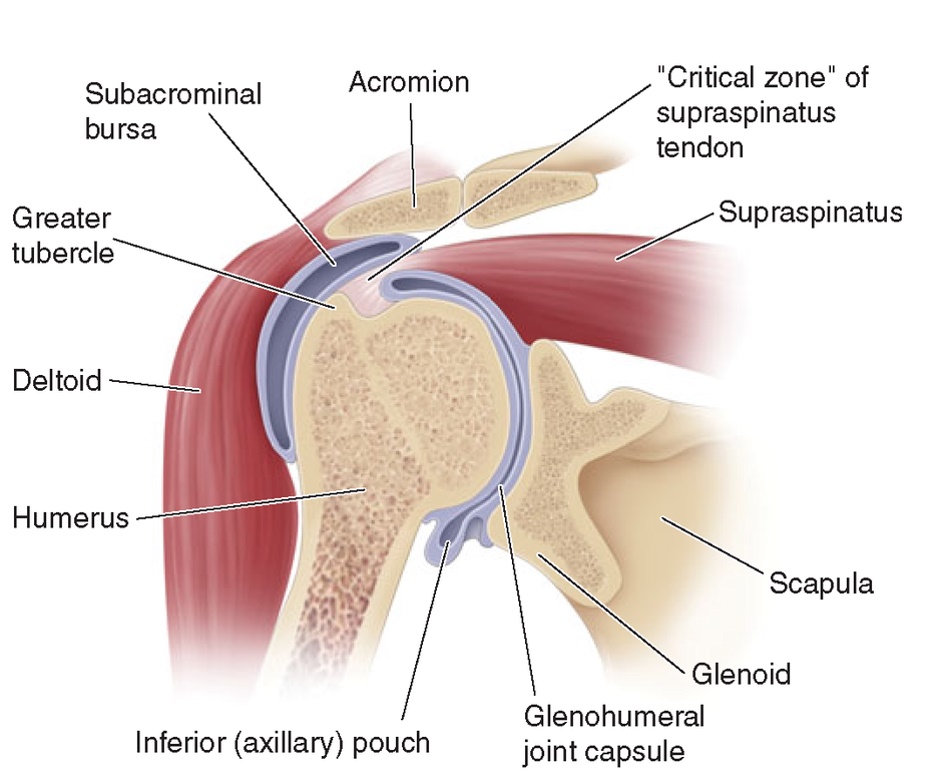 Understanding Shoulder Pain & How You Can Fix It